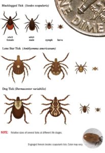 various ticks and sizes compared