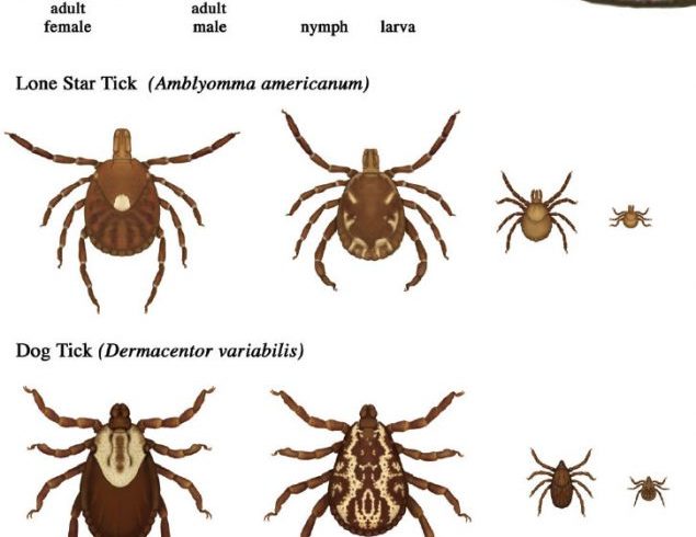 various ticks and sizes compared