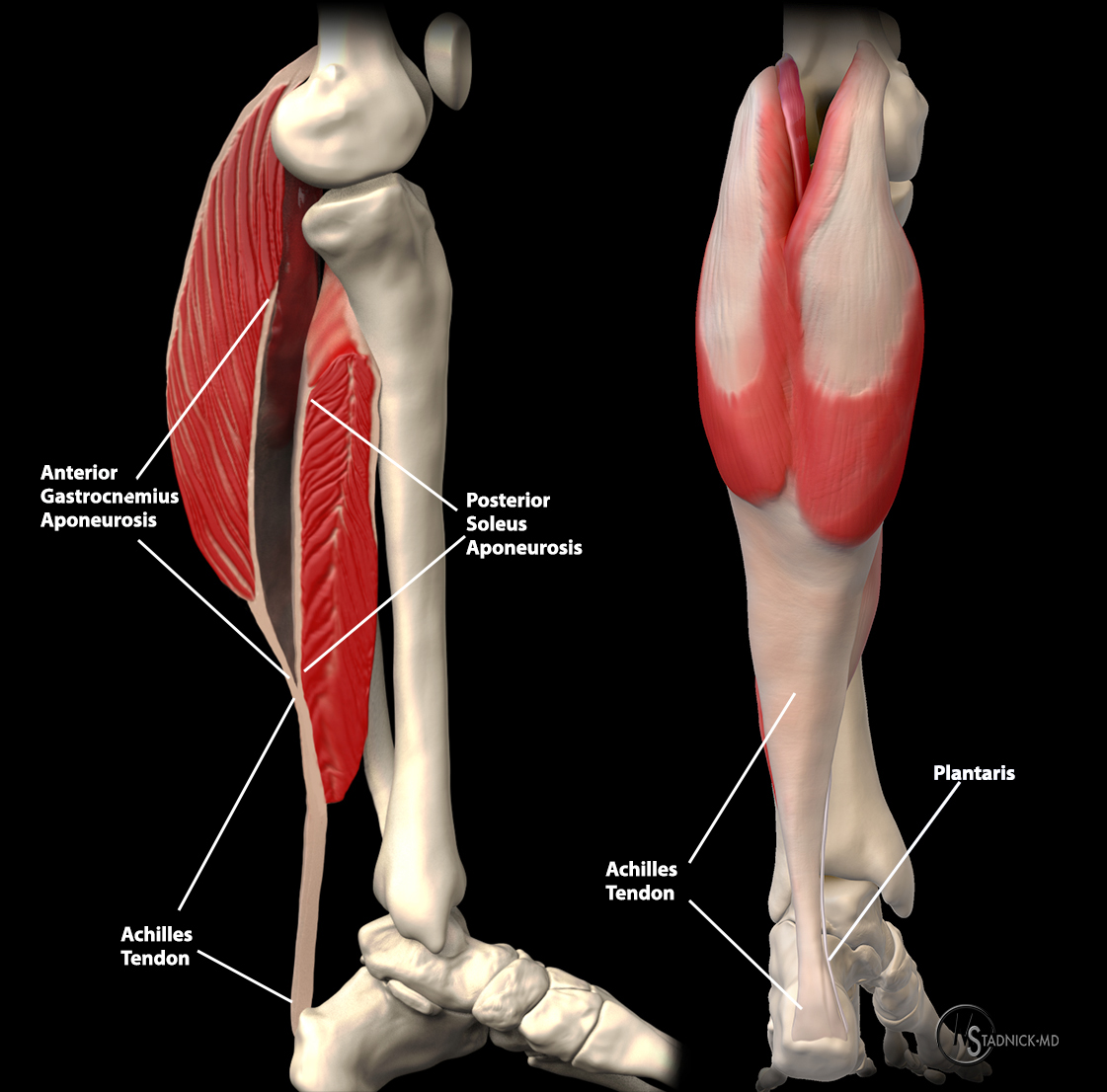 Achilles Tendon (Disorders and Injuries) - Premier Medical Group
