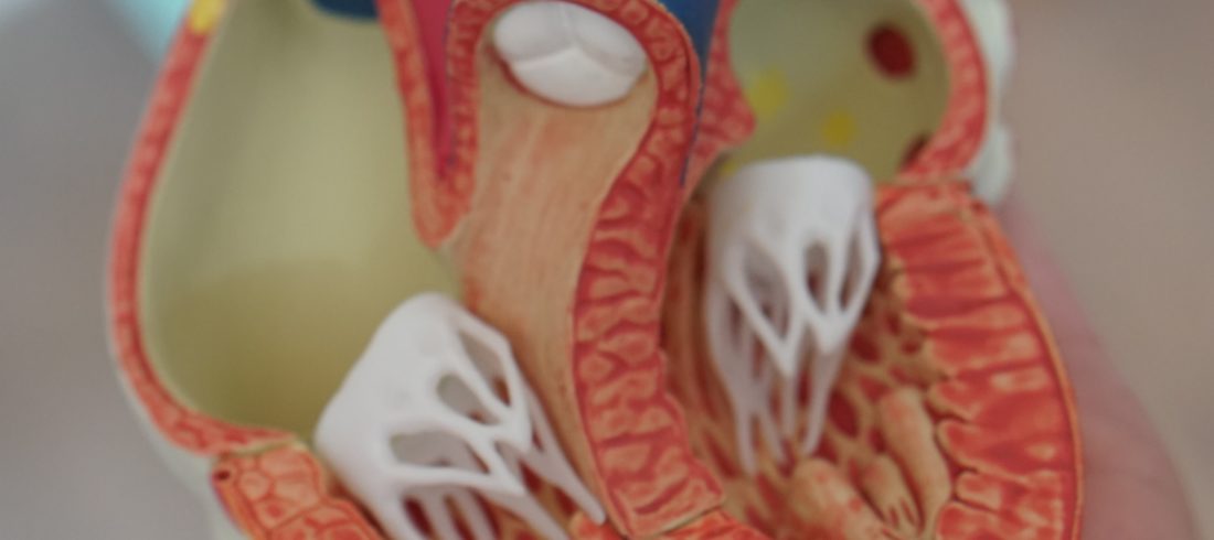 a person holding a realistic model of a human heart