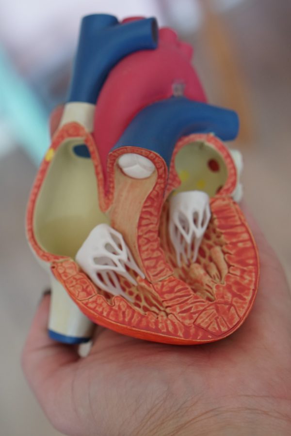 a person holding a realistic model of a human heart
